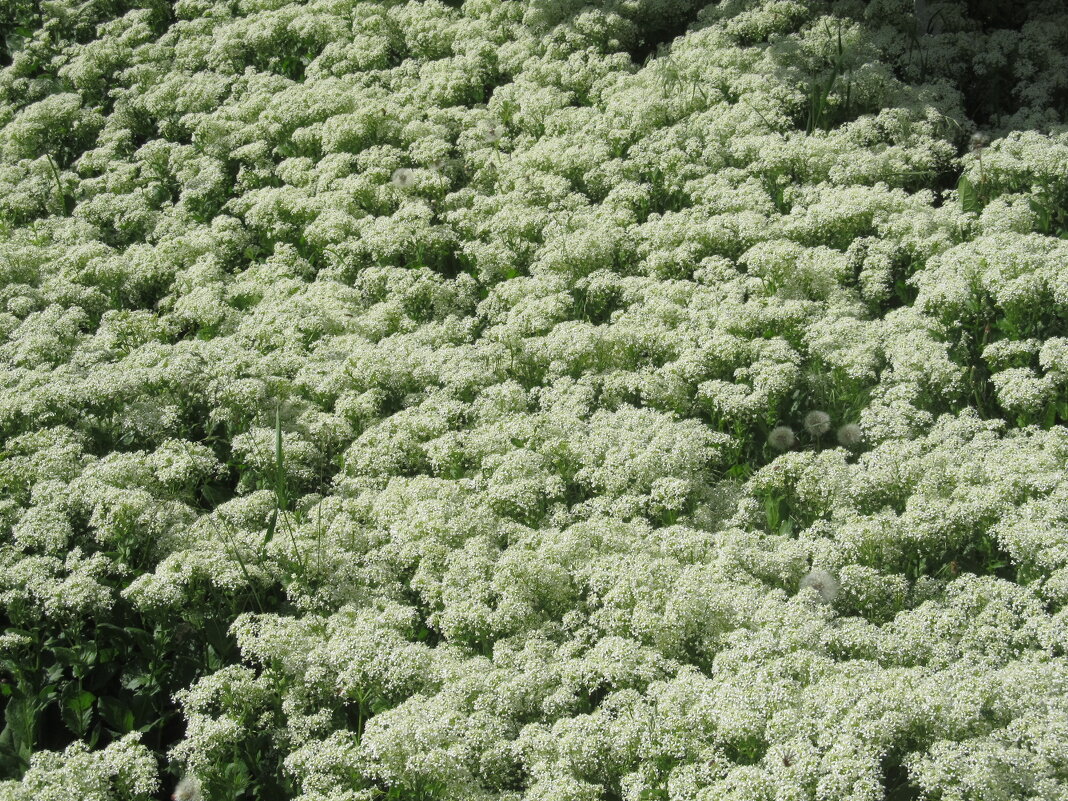 белоснежный июнь - Елена Шаламова белоснежный июнь - Елена Шаламова