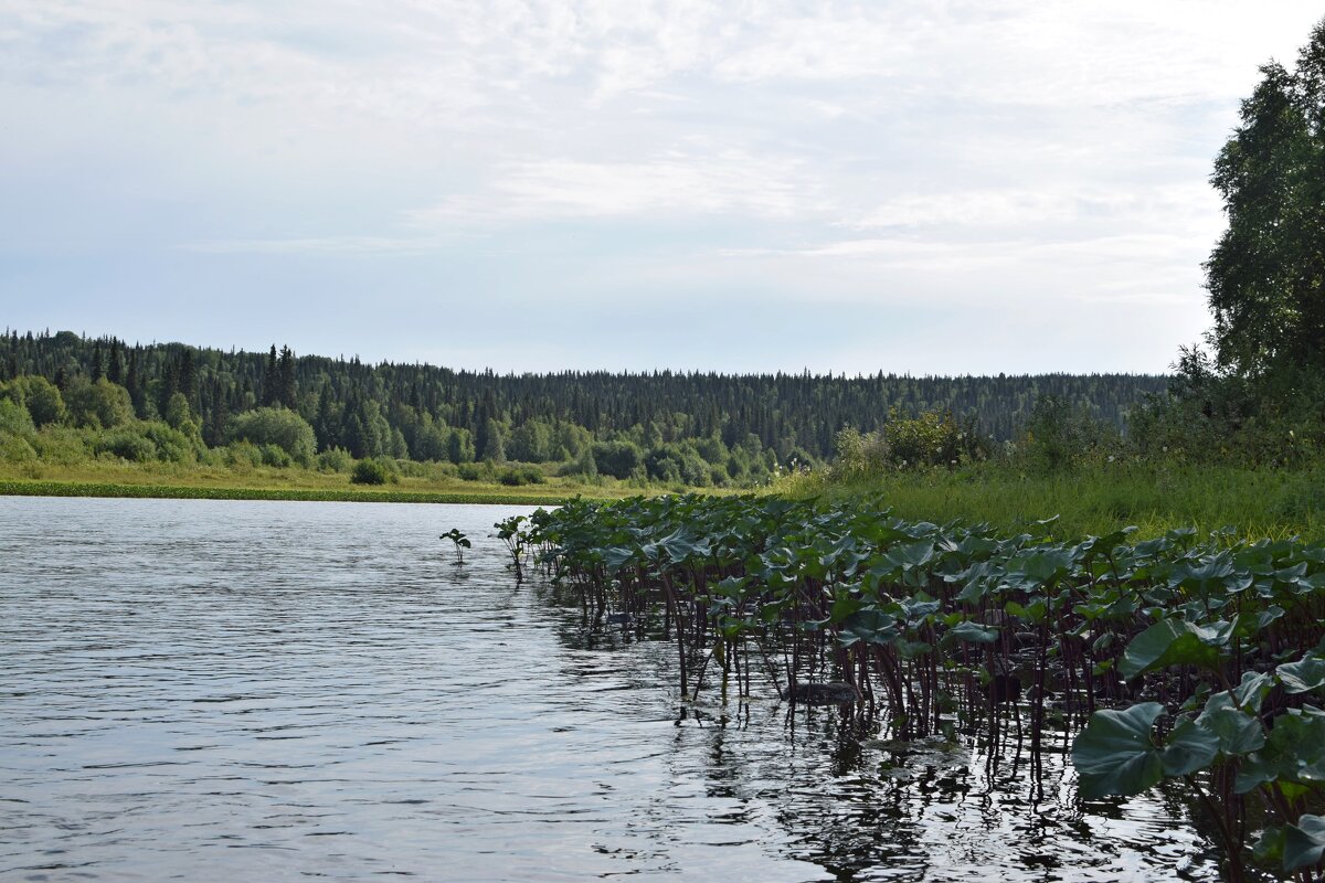 Берег левый... - ВикТор Быстров