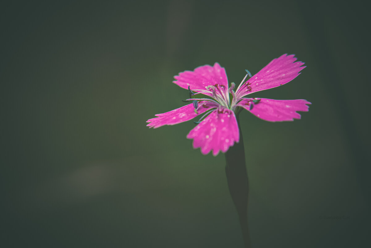 Гвоздика - Sergei Vikulov