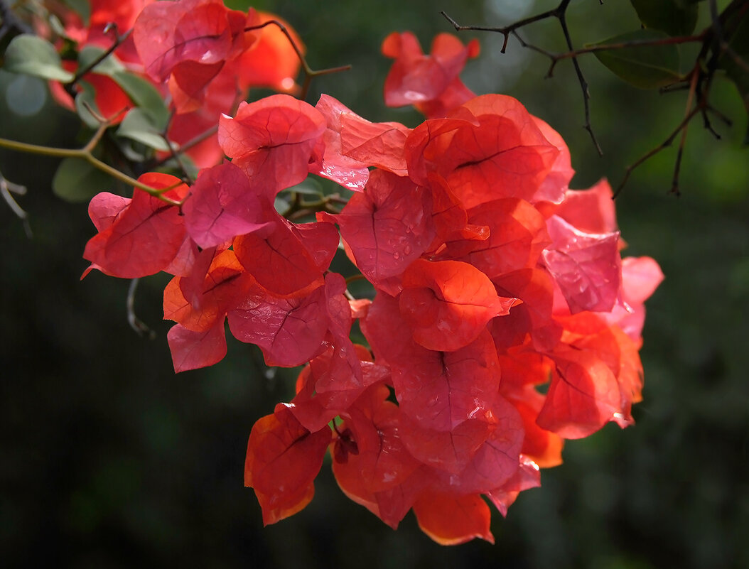 Бугенвиллеи - Ирина С