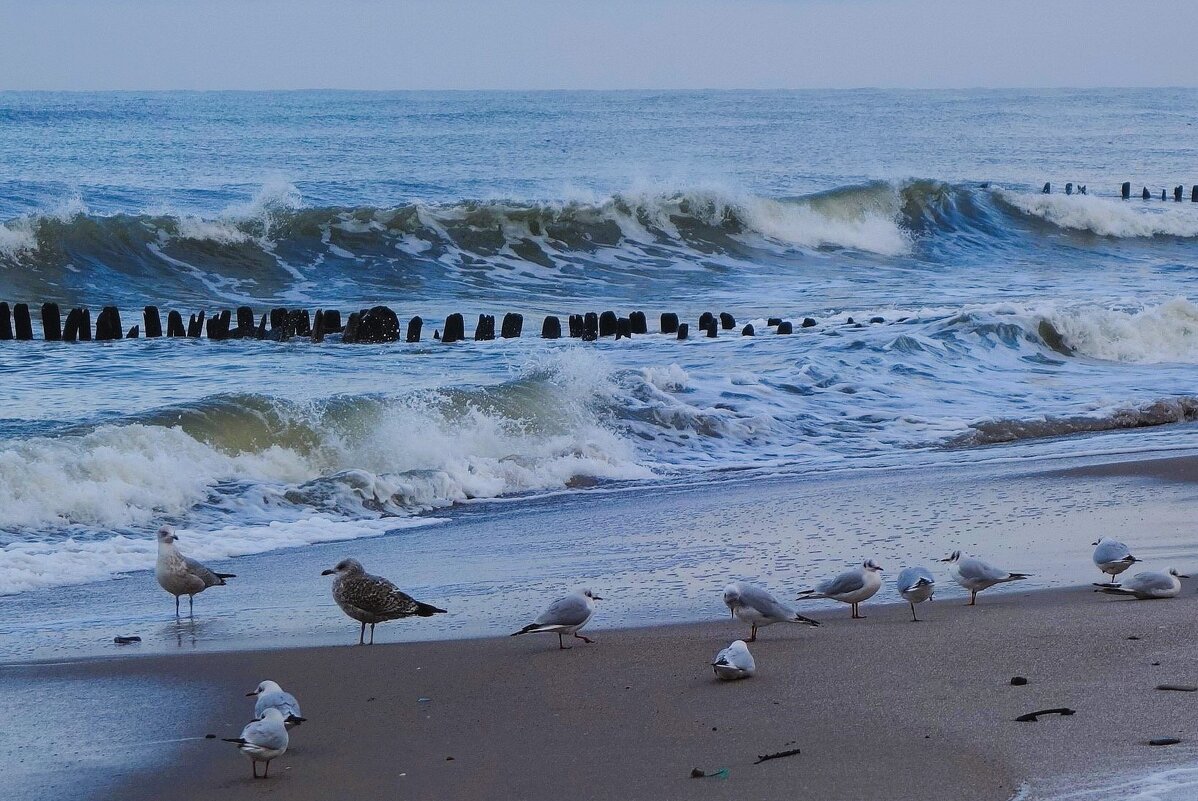 Чайки на море - Рита Симонова