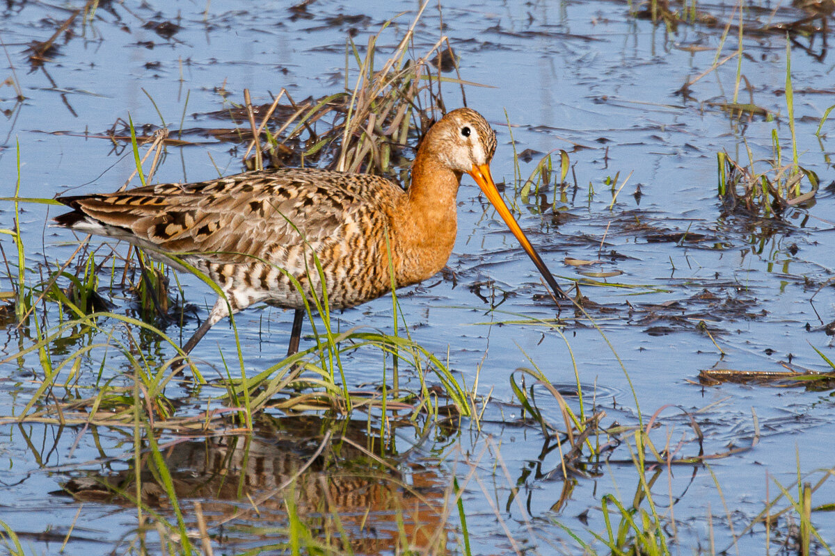 Большой веретенник - Георгий Кулаковский