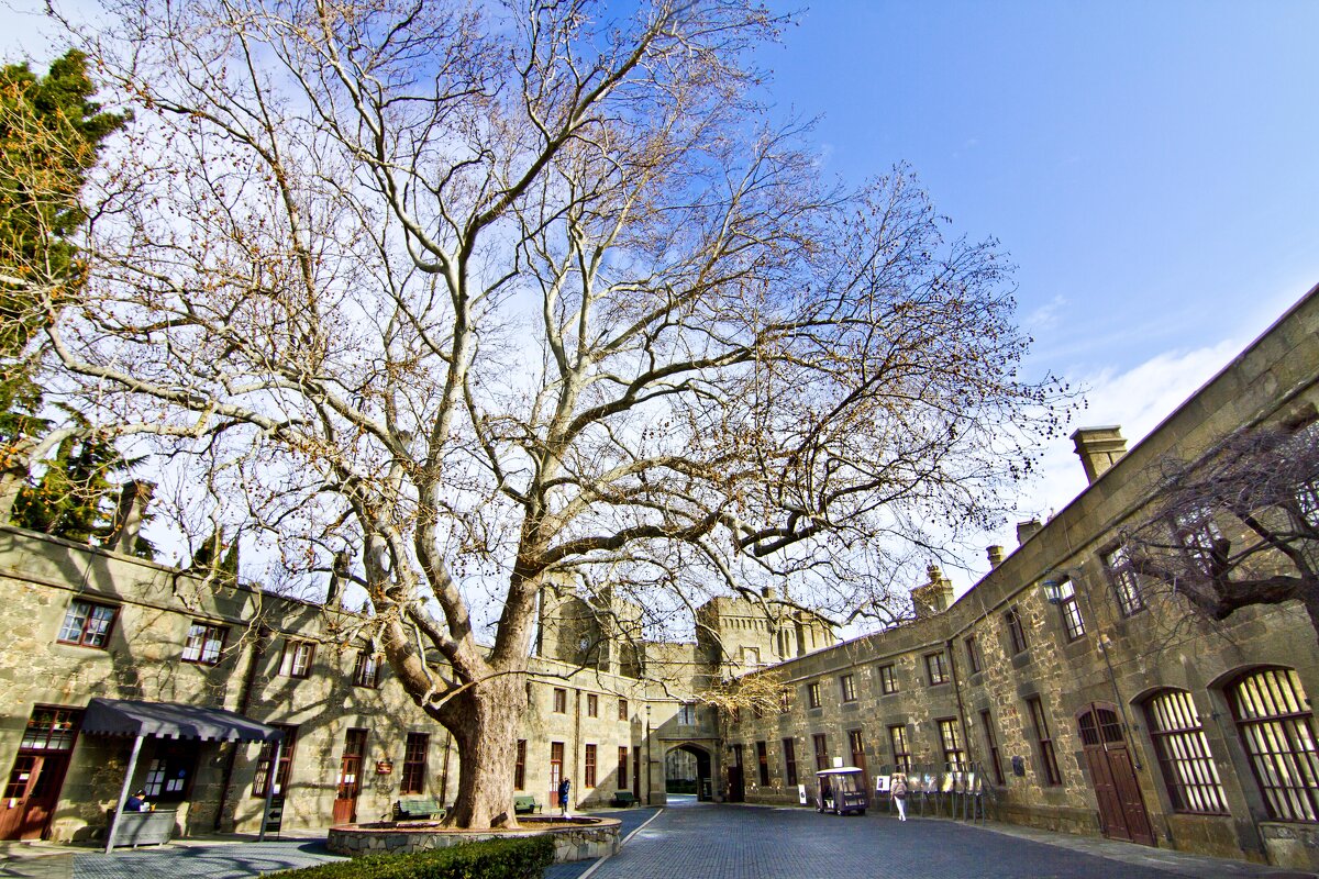 Платан - Геннадий Валеев Платан - Геннадий Валеев