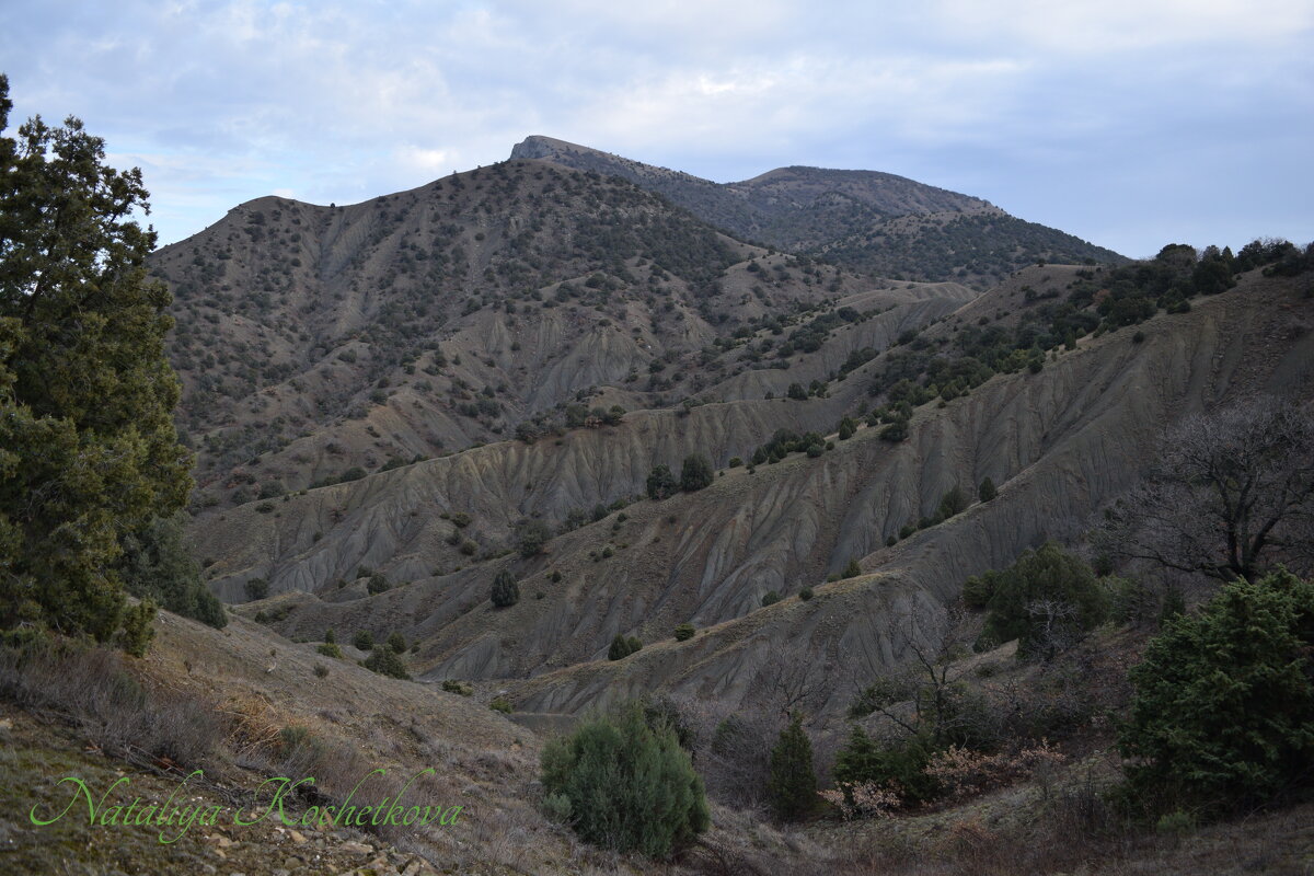 Природа Крыма - Amazing Cosmea