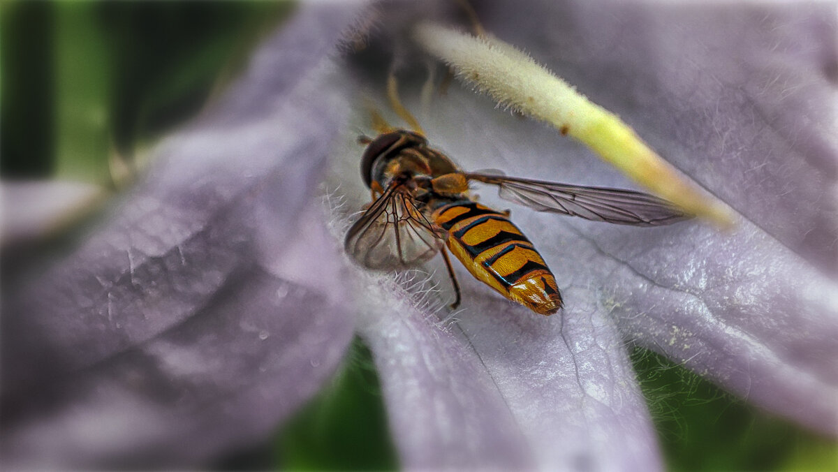 Маленький Мух - AZ east3