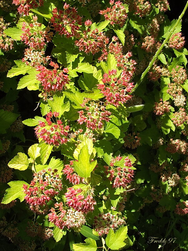 Пузыреплодник - Freddy 97