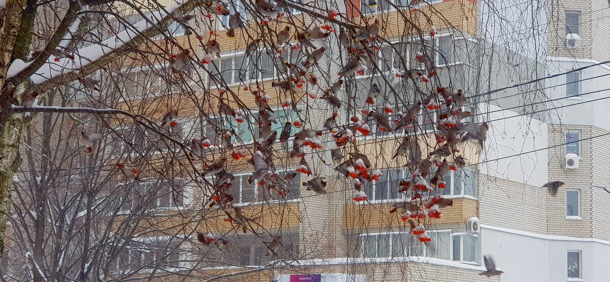 Налетела птичья стая -свиристели и дрозды - Galina Solovova