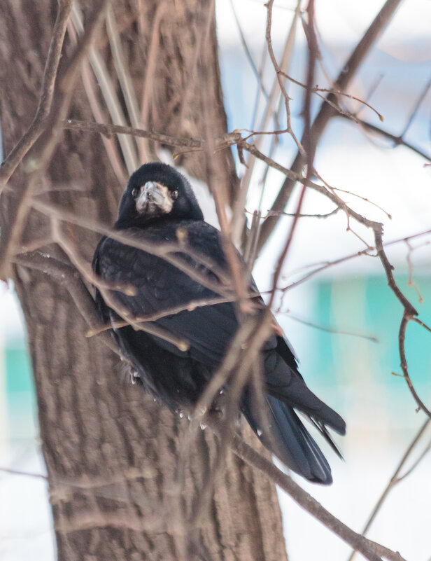 Чужие в городе - Михаил К