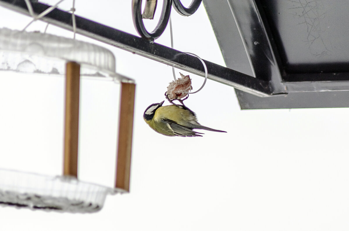 Вкусняшка - Андрей Щетинин