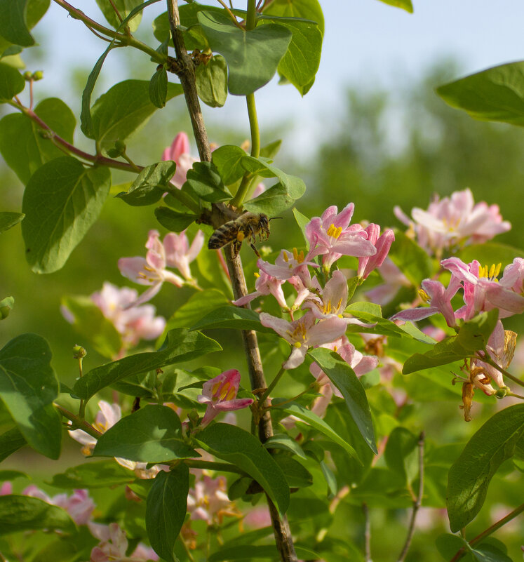 *** - Александр. AVG100 ---