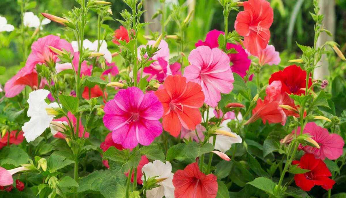 **** - МАРИЯ ПОПОВА