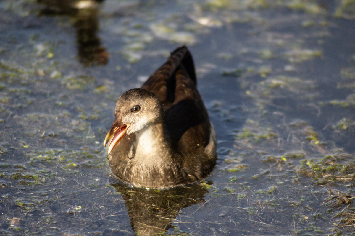 *** - Александр. AVG100 --- *** - Александр. AVG100 ---