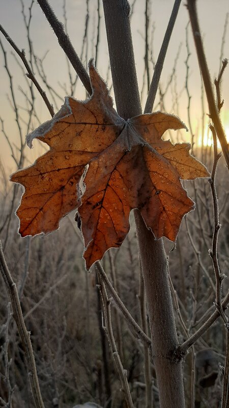 Первые заморозки... - Prizrak 777 Первые заморозки... - Prizrak 777
