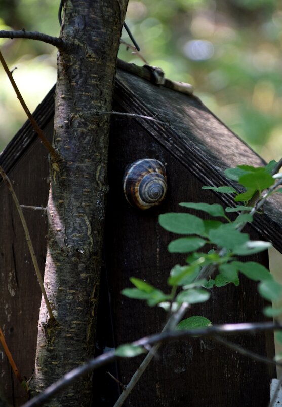 Воспоминание о лете - Павленко Михаил 