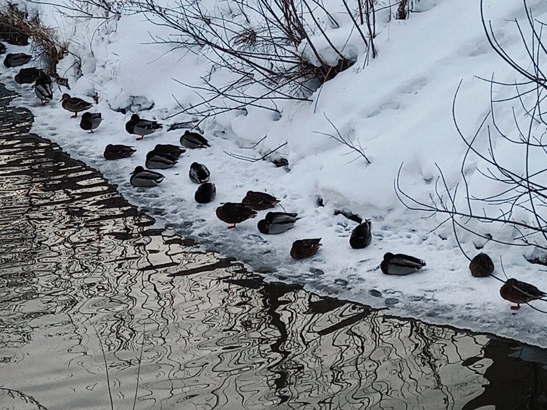 Круглогодичный утиный пляж. - Игорь Солдаткин