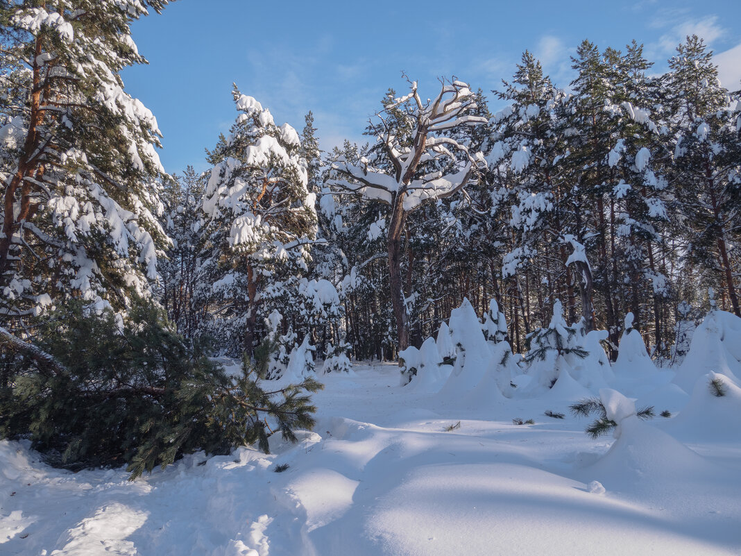 После снегопада. - Николай После снегопада. - Николай