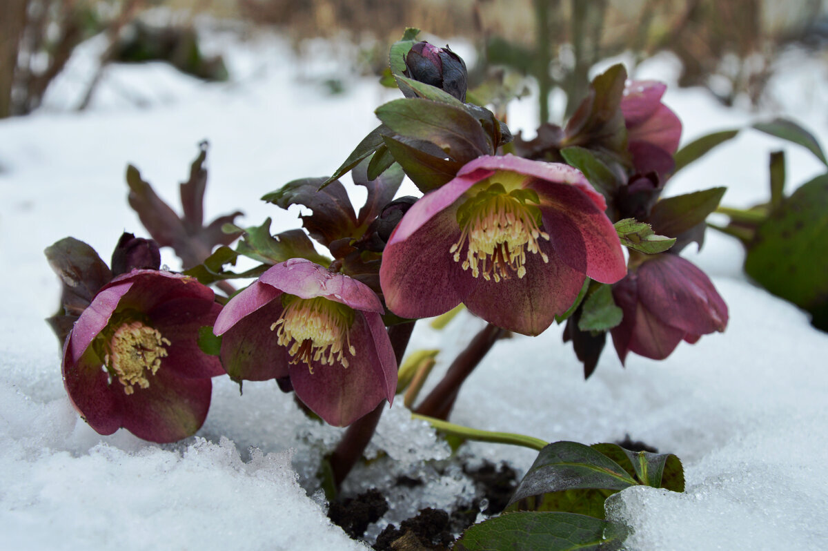 Морозник - Надежда Куркина 