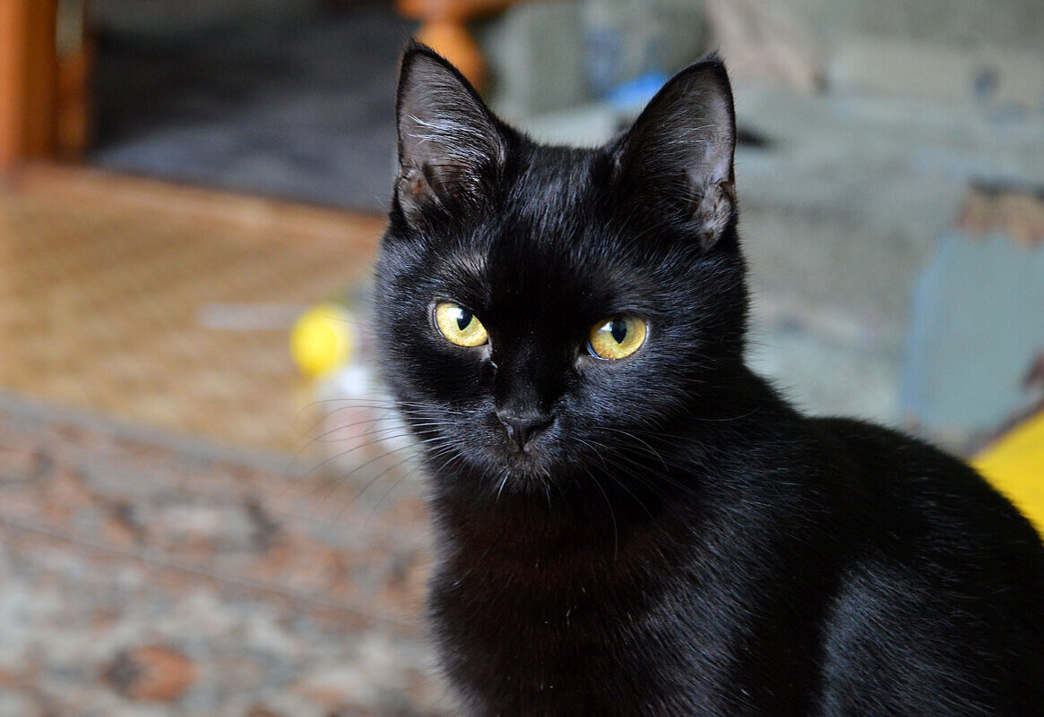 Маруся - Надежда Куркина 