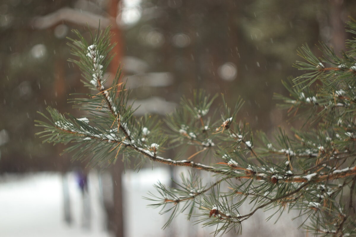 А снег идёт... - Александр Николаев