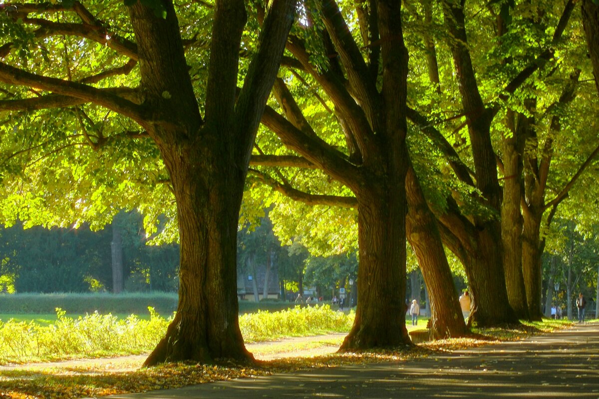 Шумит октябрь листвою - Юрий. Шмаков