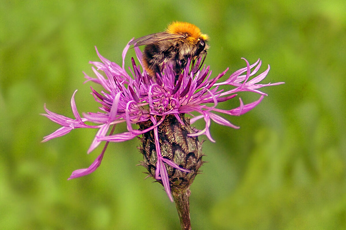Картинка лета - Валентин Котляров
