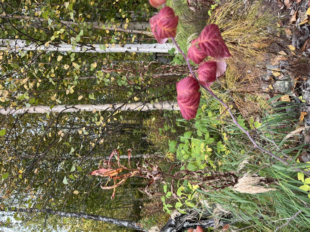 Осень - Эльвира Белянская