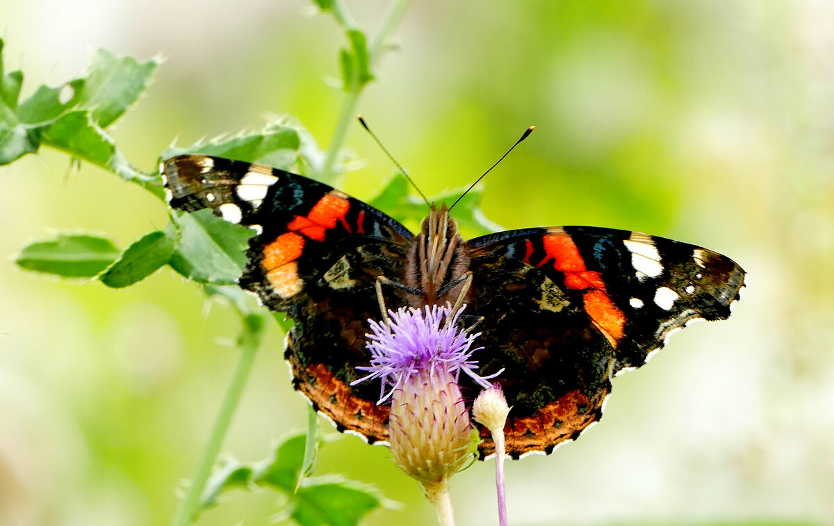 опять про бабочек...380 - Александр Прокудин