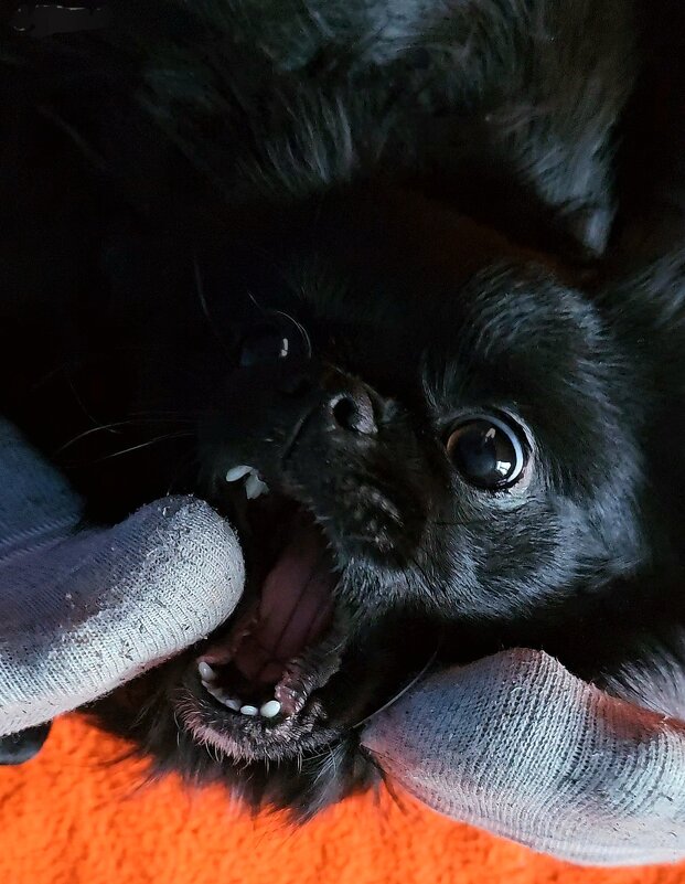 Милейшее создание ) - Светлана 13.06.