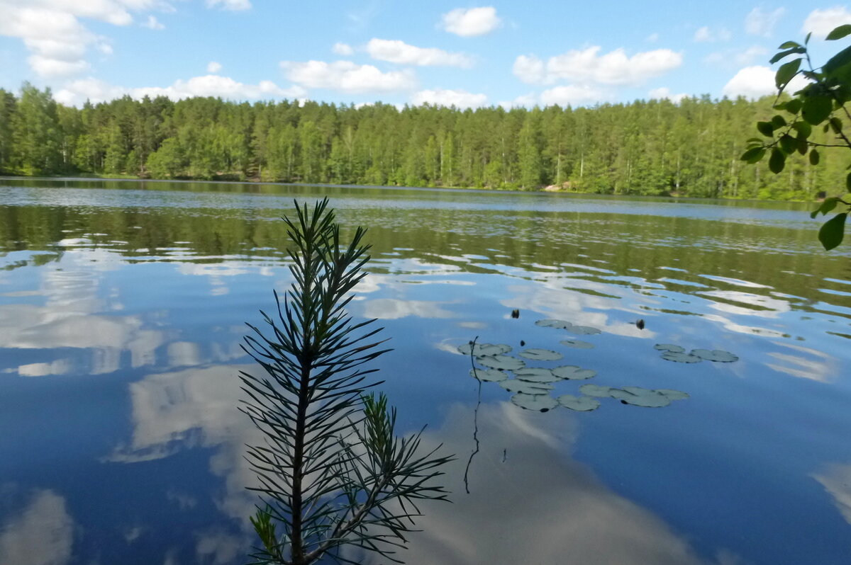 Дружинное озеро - Елена Суханова Дружинное озеро - Елена Суханова