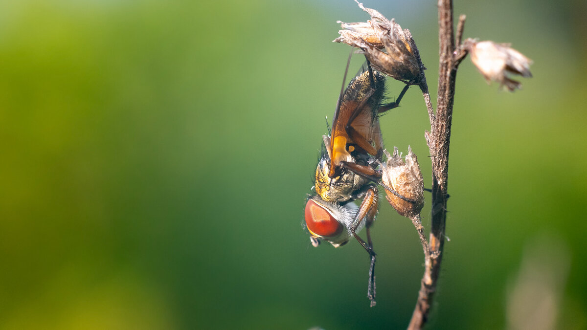 Муха-цокотуха - Владимир Лазарев
