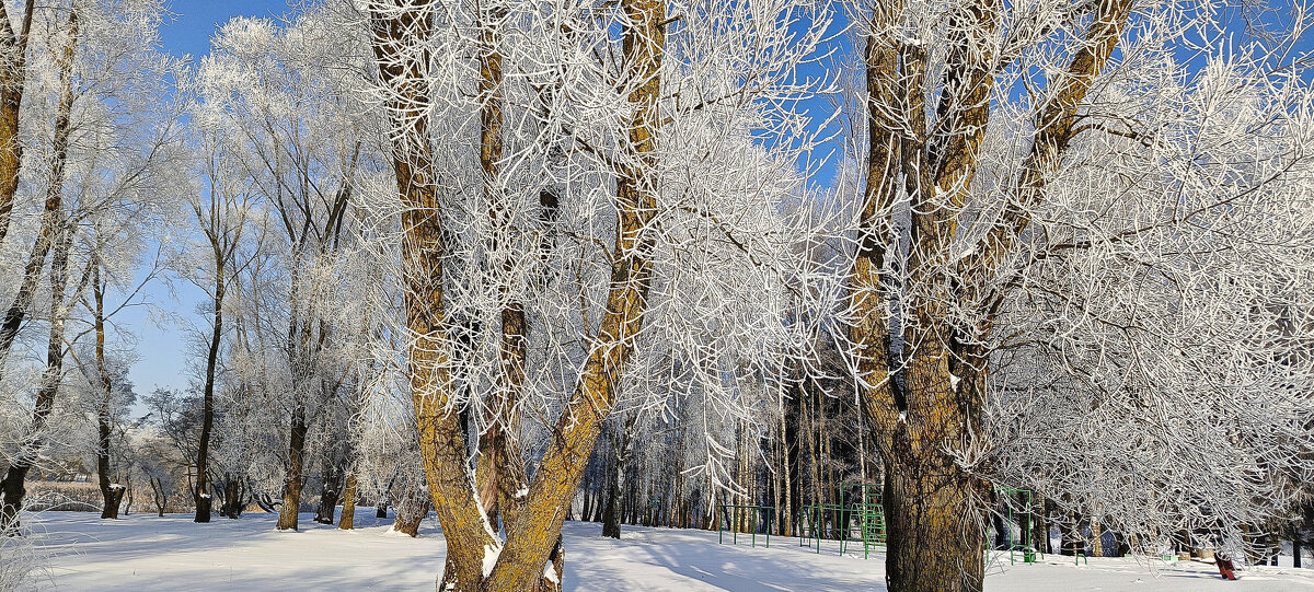 Январь в парке - Игорь Сычёв
