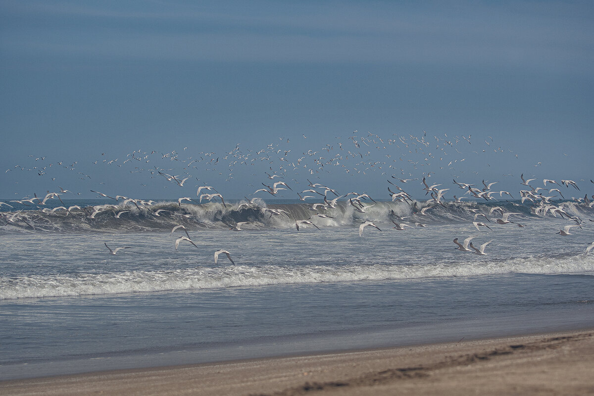 Краски Тихого океана. Перу. - Svetlana Galvez