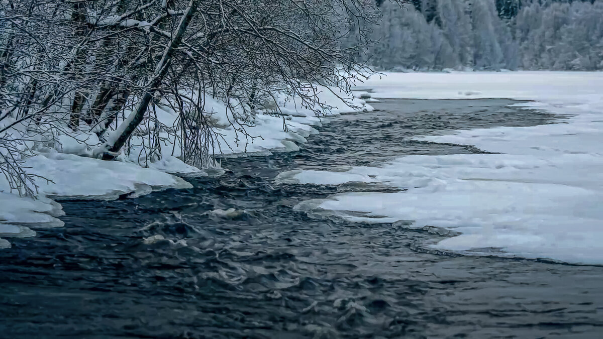 Зимняя тайга - Aleksey Afonin