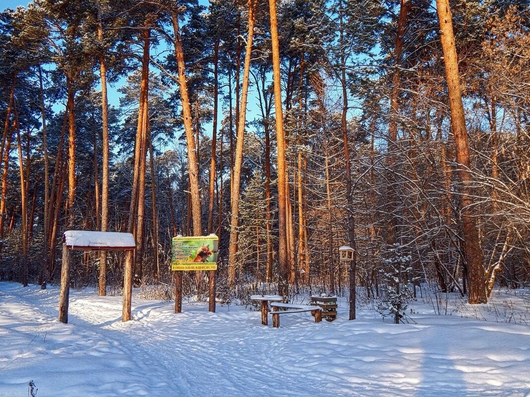 Берегите лес - народное достояние! - Елена Хайдукова  ( Elena Fly )