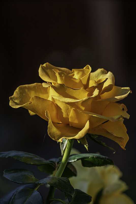 Желтая роза - Игорь Сикорский