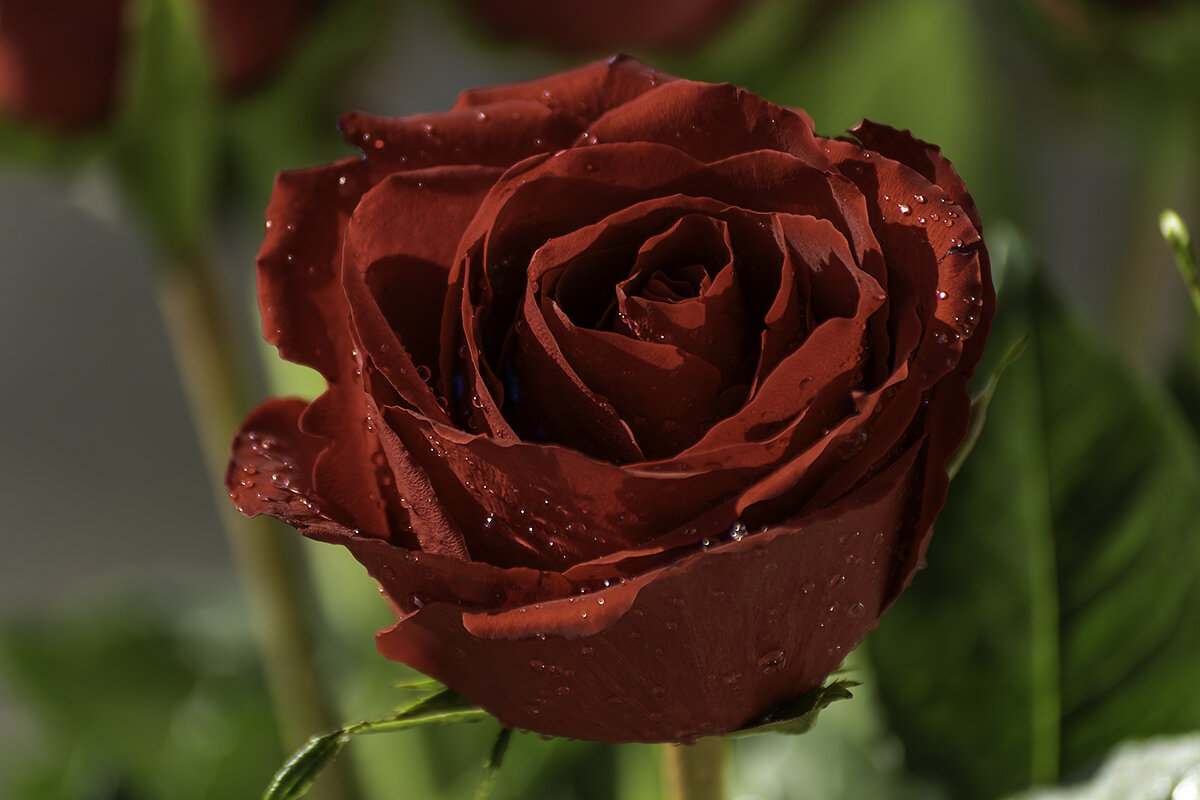 Красная роза - Игорь Сикорский