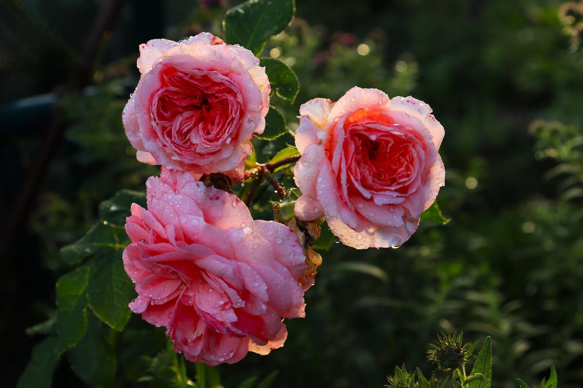 Доброе утро - Юрий. Шмаков Доброе утро - Юрий. Шмаков