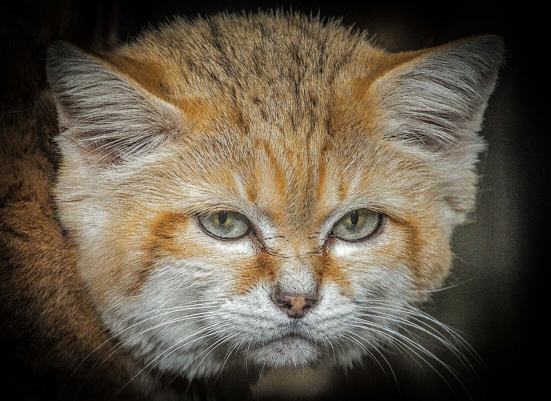 барханный кот - аркадий 