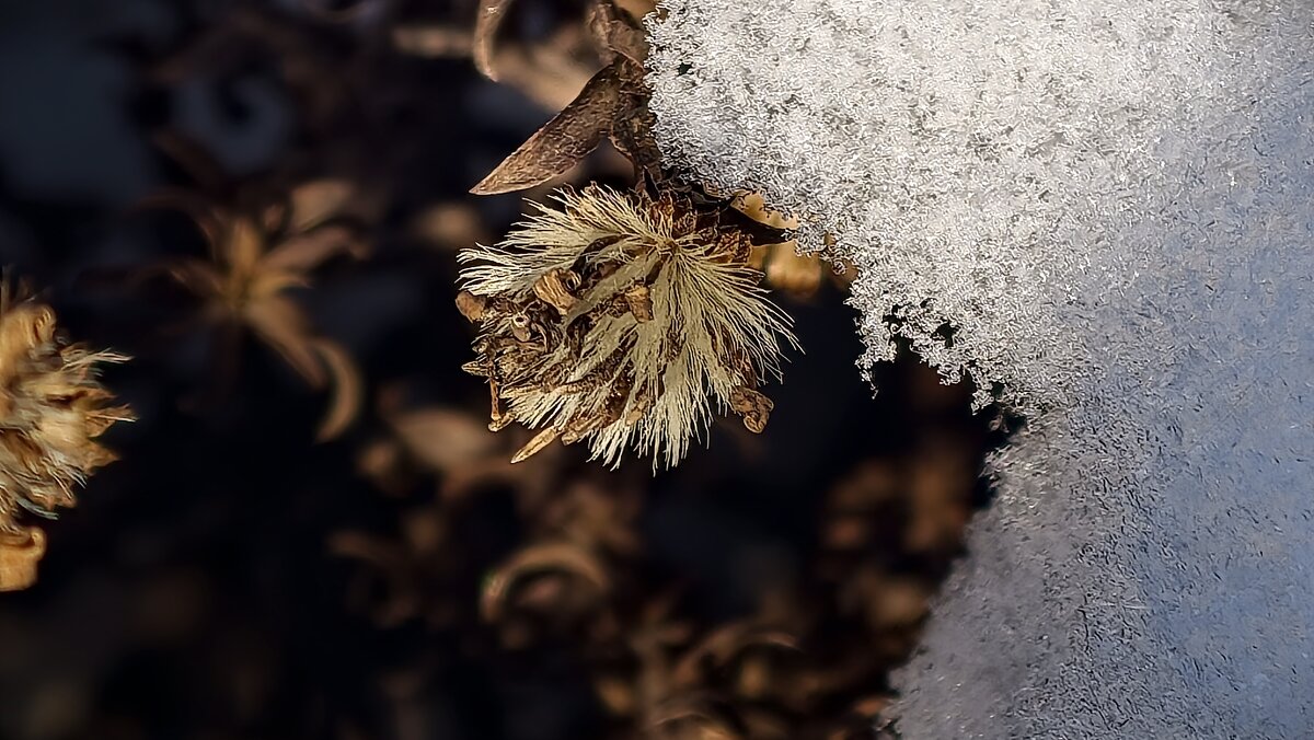 Пушистик под снегом - Мариша Пушистик под снегом - Мариша