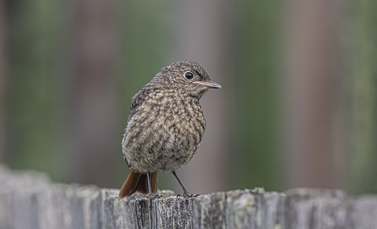 Горихвостка - Игорь Шабалин