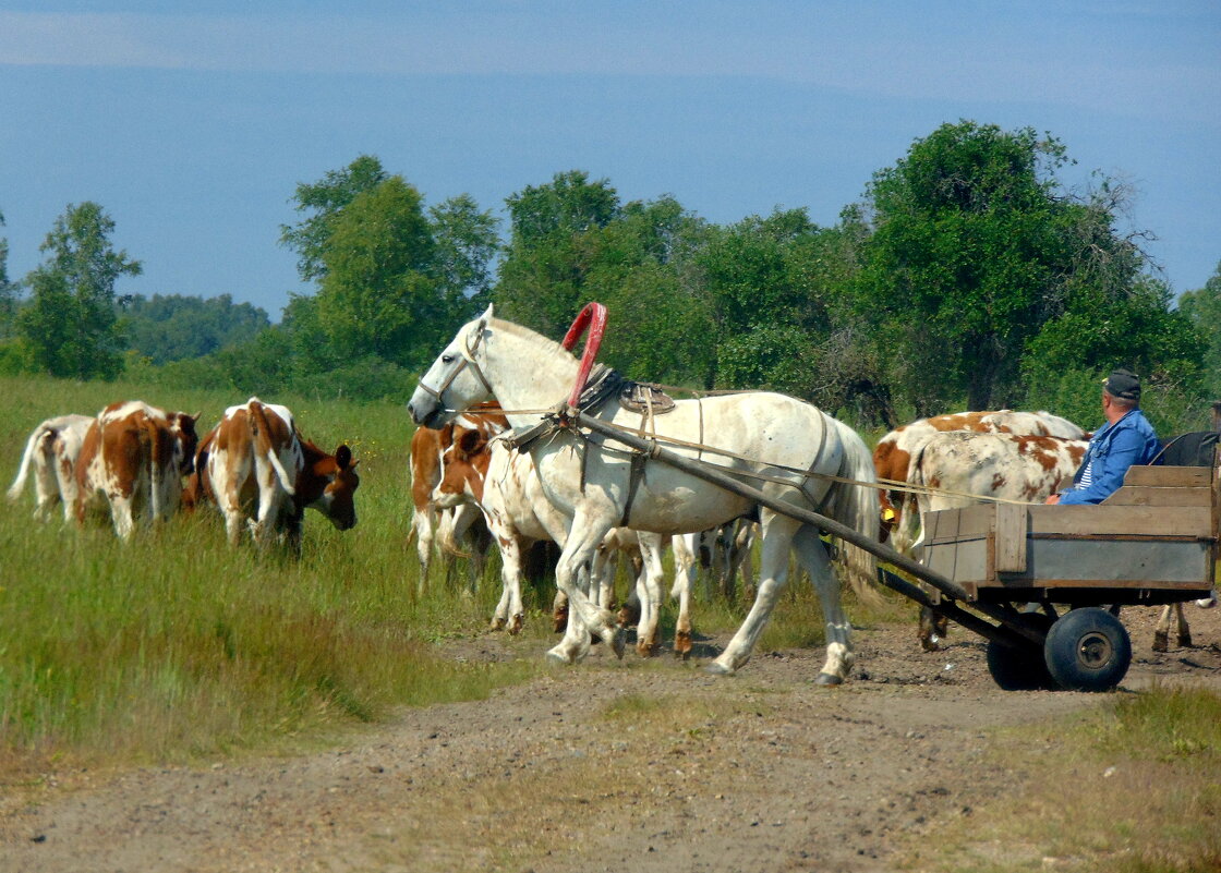 Когда пастух не умеет ездить верхом. - nadyasilyuk Вознюк