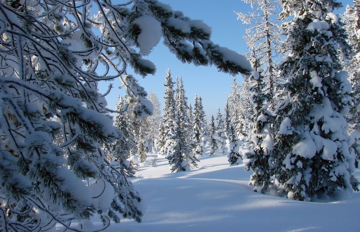 Узоры зимнего леса ... - Ravile Узоры зимнего леса ... - Ravile