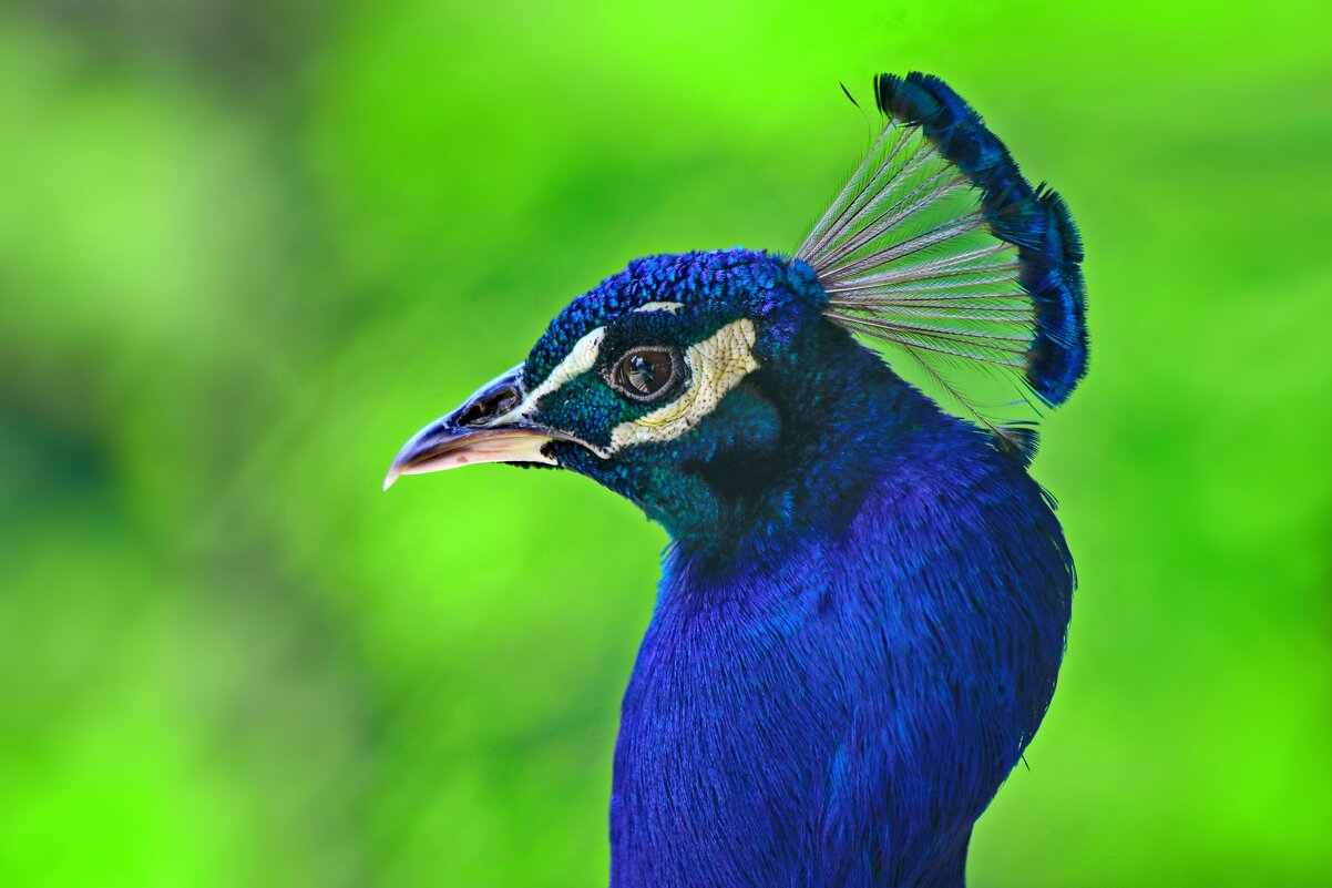 Царь, просто царь. - Татьяна Бравая Царь, просто царь. - Татьяна Бравая