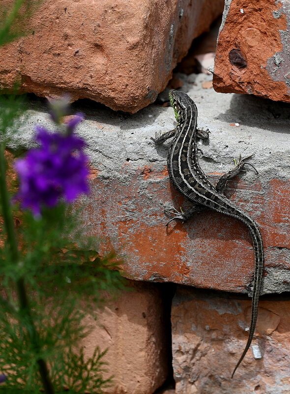 скалолазка - Aleksandr 