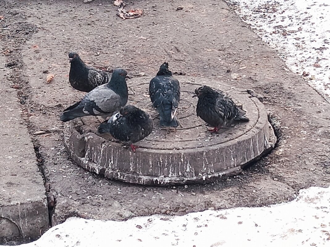 Голуби после баньки - Игорь Солдаткин