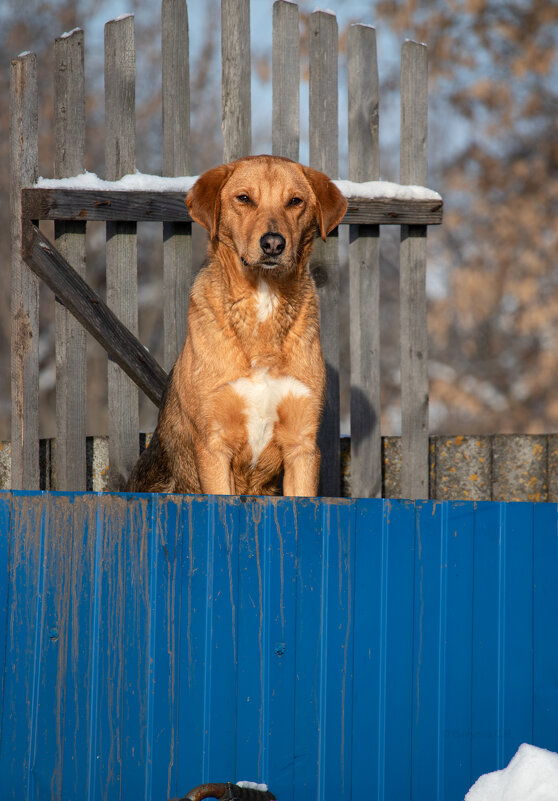 Подростает наш охотник - Sergei Vikulov