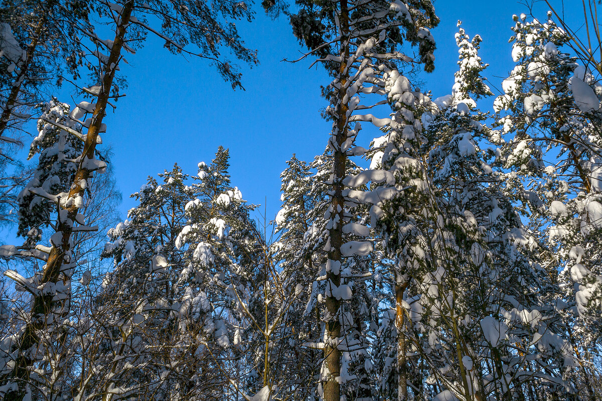 Макушки сосен - Сергей Цветков