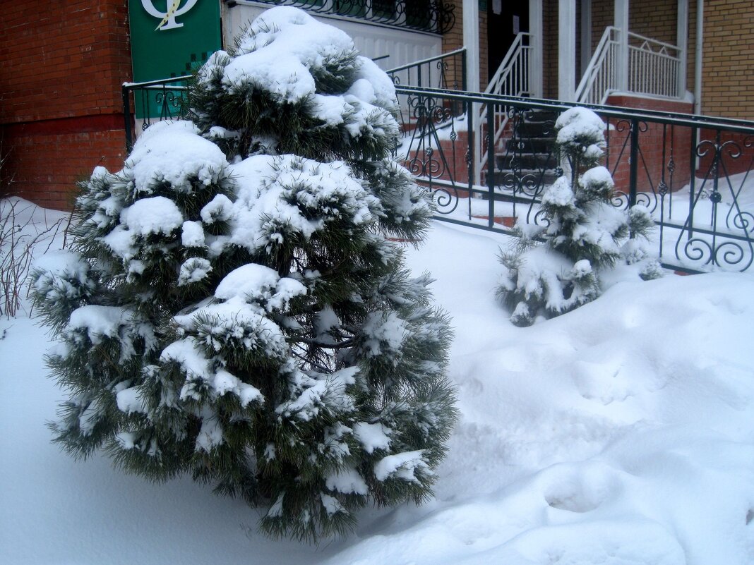 Снежной зимой - Елена Семигина