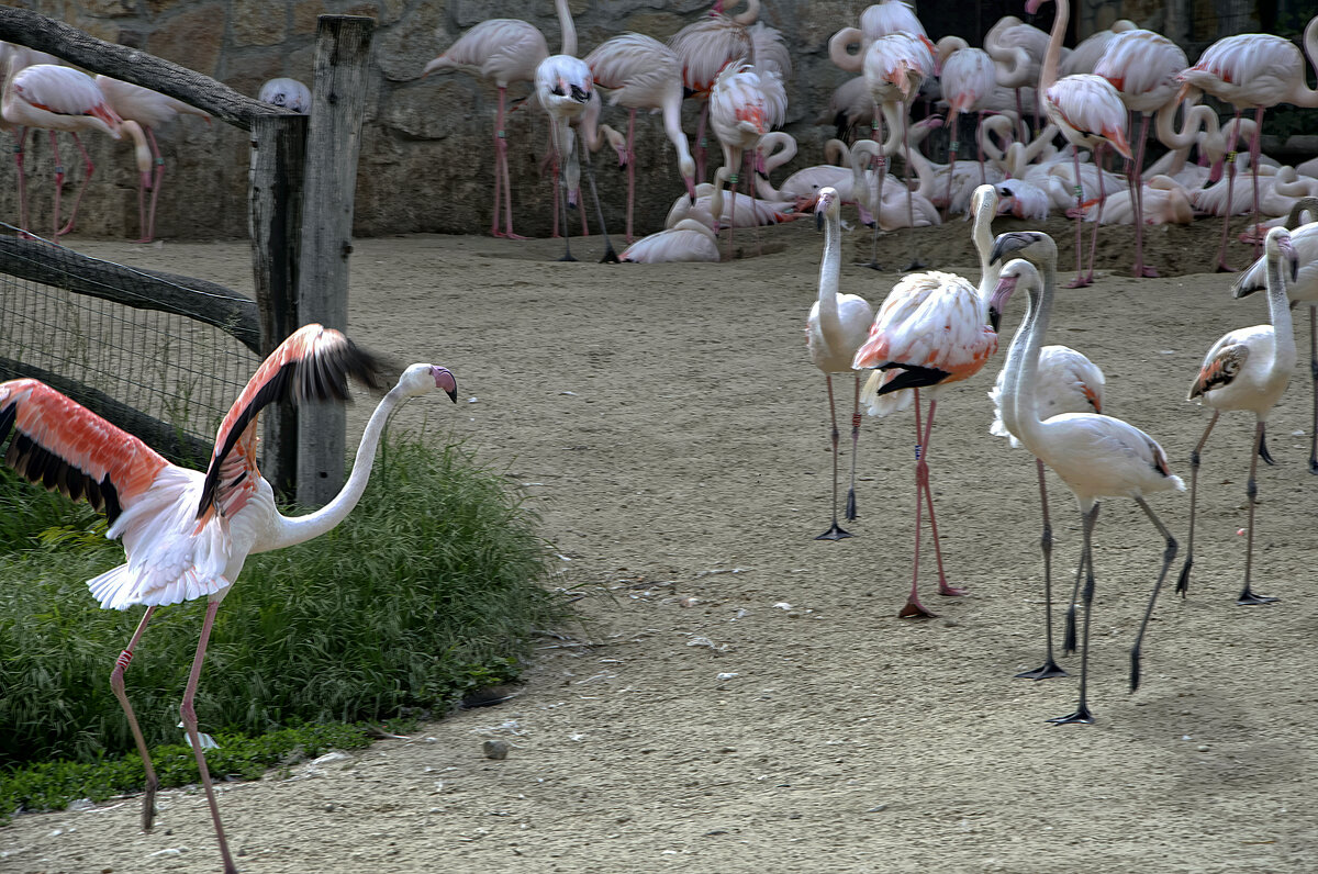 Венгрия\\Будапешт Зоопарк  2019г - ujgcvbif 