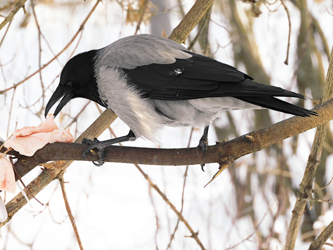 Ворона на сале - Лина 